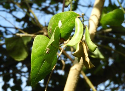 Phaseolus lunatus, photographed by Francisco Farriols Sarabia