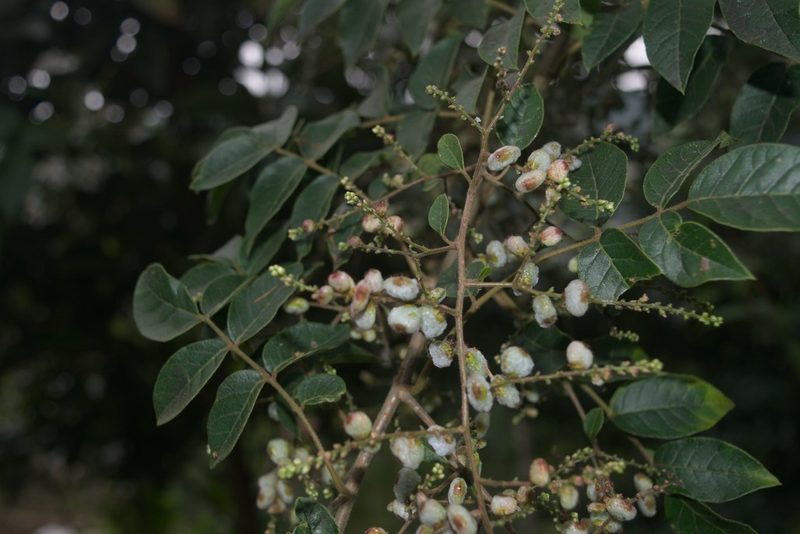 Rhus terebinthifolia, photographed by Saban-Sequén, E.A.