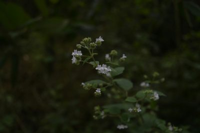 Mesosphaerum urticodes, photographed by Saban-Sequén, E.A.