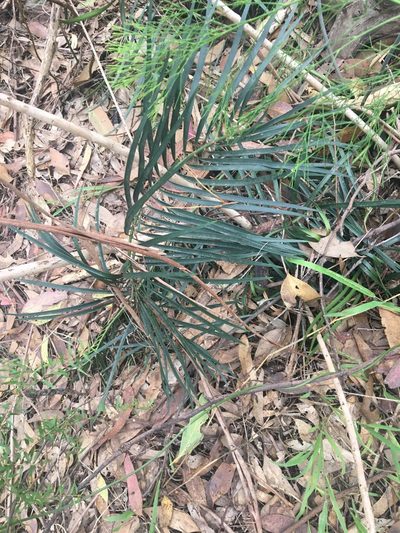 Macrozamia spiralis, photographed by Thomas Mesaglio