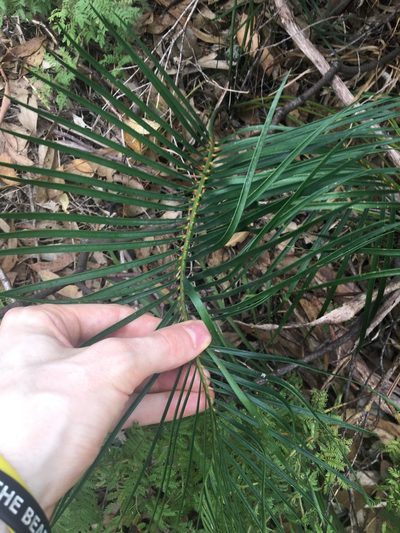Macrozamia spiralis, photographed by Thomas Mesaglio