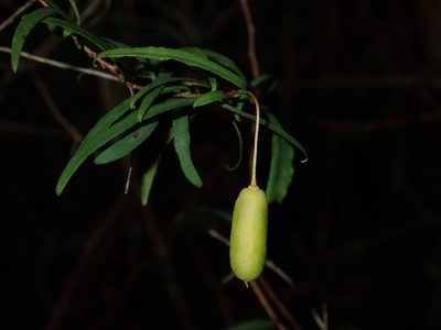 Billardiera mutabilis, photographed by Thomas Mesaglio