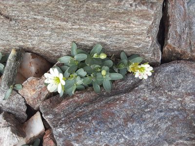 Stellaria alaskana, photographed by lauralaska66