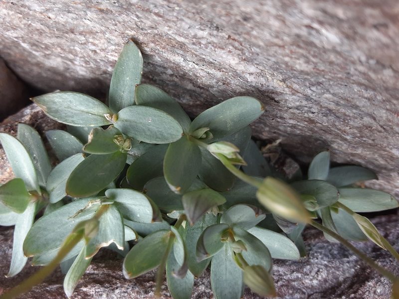Stellaria alaskana, photographed by lauralaska66