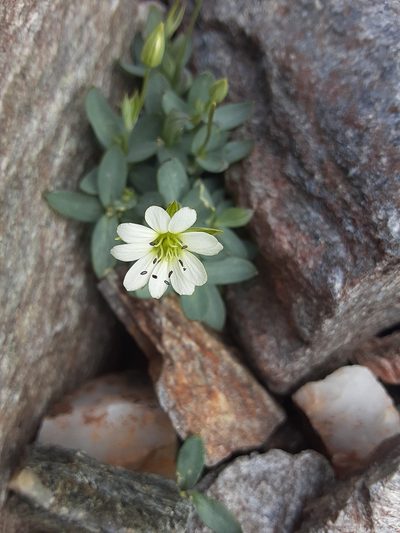 Stellaria alaskana, photographed by lauralaska66