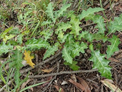 Solanum prinophyllum, photographed by Will Cornwell
