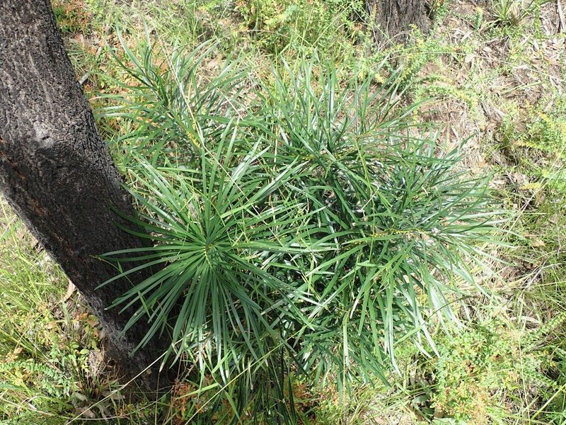 Macrozamia flexuosa, photographed by Will Cornwell
