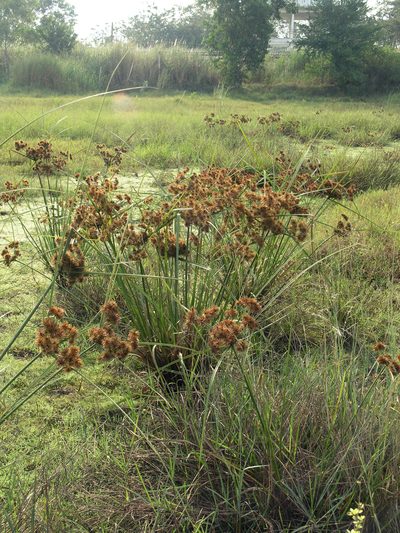 Cyperus compactus, photographed by Oleg Kosterin