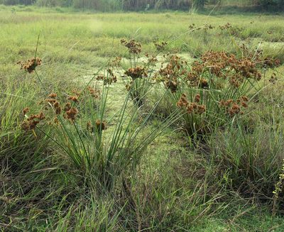 Cyperus compactus, photographed by Oleg Kosterin