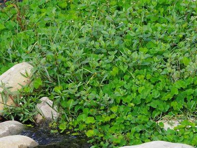 Marsilea minuta, photographed by 葉子
