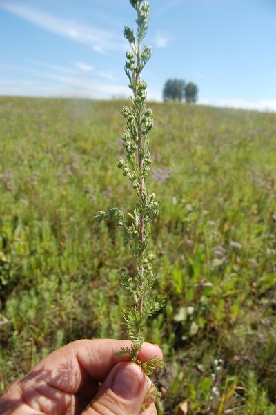 Artemisia rupestris, photographed by Alexander Dubynin