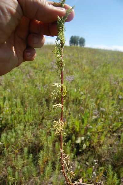 Artemisia rupestris, photographed by Alexander Dubynin