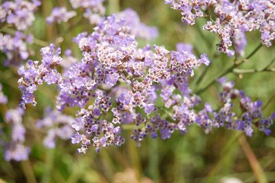 Limonium gmelini, photographed by Alexander Dubynin