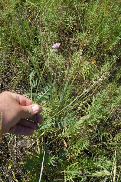 Oxytropis glabra, photographed by Alexander Dubynin