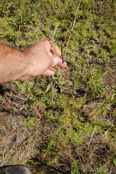 Artemisia rupestris, photographed by Alexander Dubynin