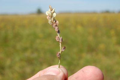 Onobrychis arenaria, photographed by Alexander Dubynin
