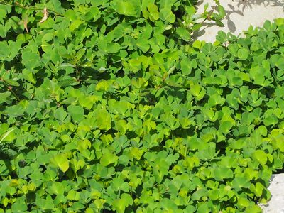 Marsilea minuta, photographed by 葉子