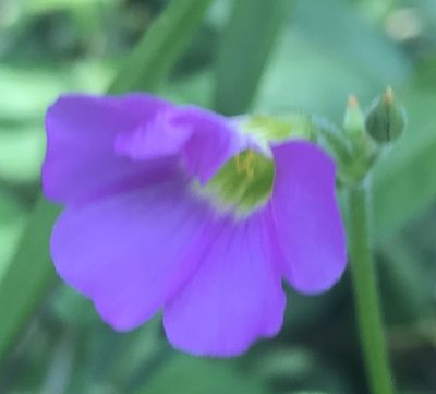 Oxalis semiloba, photographed by Andrew Gillespie