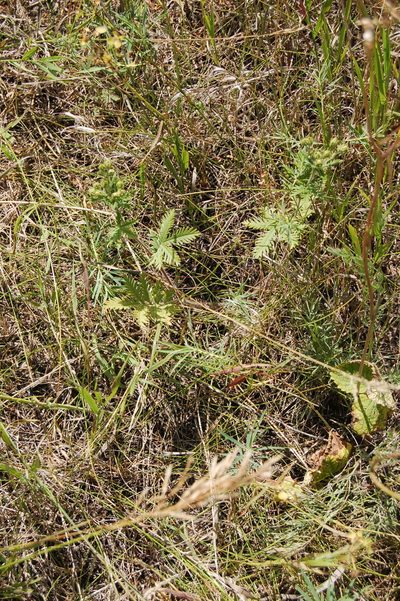 Potentilla conferta, photographed by Alexander Dubynin