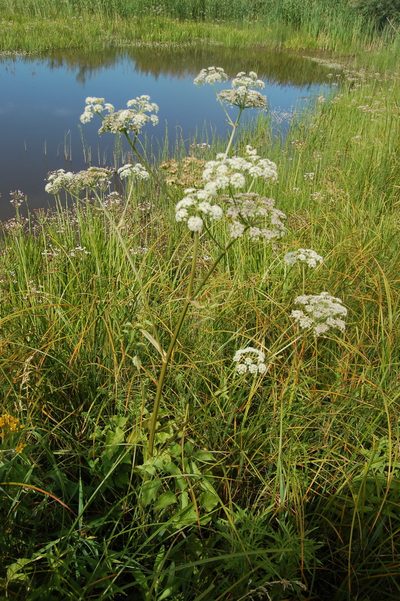 Ostericum palustre, photographed by Alexander Dubynin
