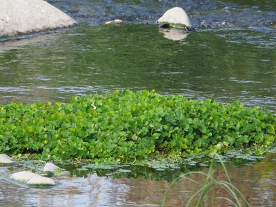 Marsilea minuta, photographed by 葉子
