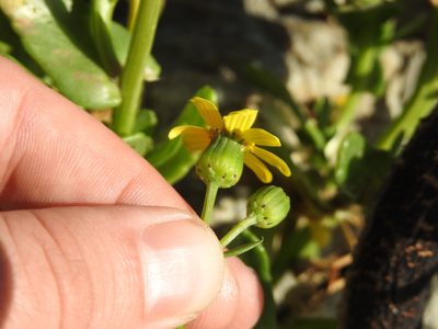 Senecio maritimus, photographed by Matthew Fainman