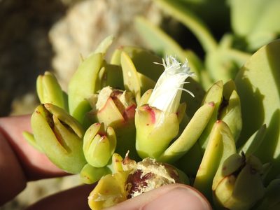 Mesembryanthemum vanrensburgii, photographed by Matthew Fainman