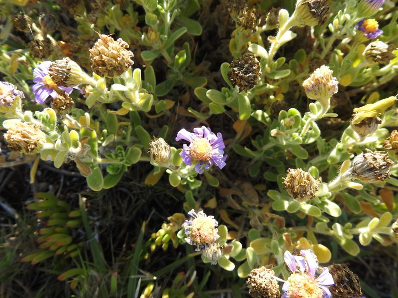 Amellus asteroides, photographed by Matthew Fainman