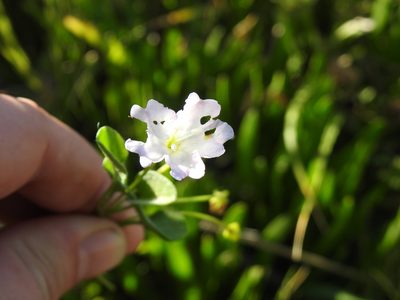 Falkia repens, photographed by Matthew Fainman
