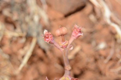 Euphorbia khandallensis, photographed by S.MORE