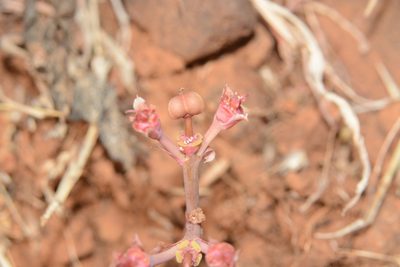 Euphorbia khandallensis, photographed by S.MORE