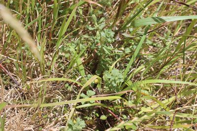 Vittadinia australis, photographed by Joe Dillon