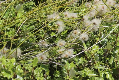 Clematis afoliata, photographed by Joe Dillon