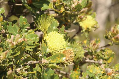 Banksia ilicifolia, photographed by Em Lamond