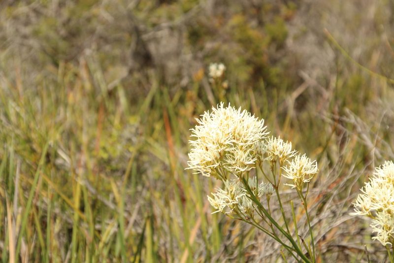 Conospermum teretifolium, photographed by Em Lamond
