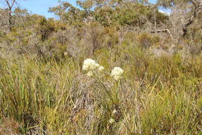 Conospermum teretifolium, photographed by Em Lamond
