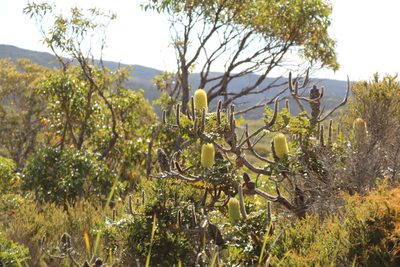 Banksia grandis, photographed by Em Lamond