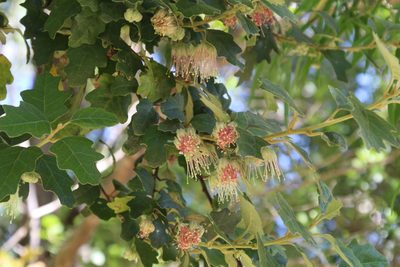 Chorilaena quercifolia, photographed by Em Lamond