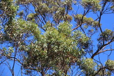 Eucalyptus cornuta, photographed by Em Lamond