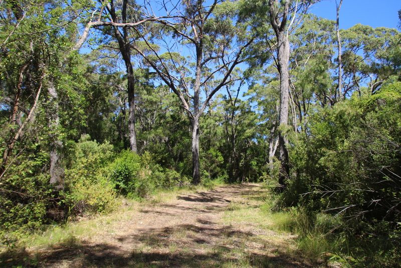 Eucalyptus cornuta, photographed by Em Lamond