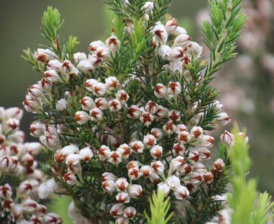 Erica triflora, photographed by Tony Rebelo