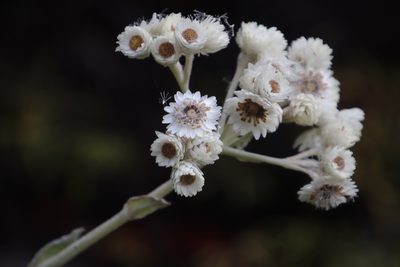 Helichrysum fruticans, photographed by Tony Rebelo