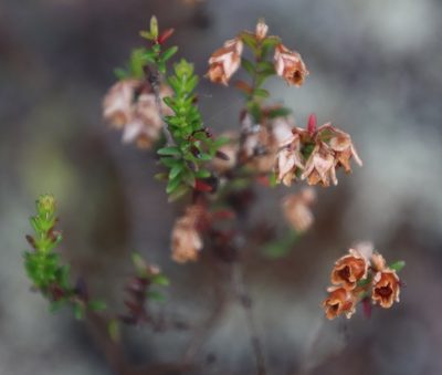 Erica brevifolia, photographed by Tony Rebelo