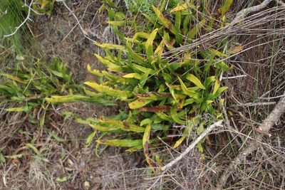 Elaphoglossum acrostichoides, photographed by Tony Rebelo