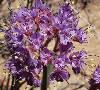 Dilatris ixioides, photographed by Di Turner