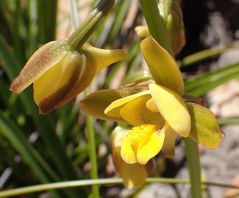Eulophia platypetala, photographed by Di Turner