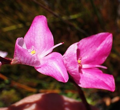 Disa racemosa, photographed by Di Turner