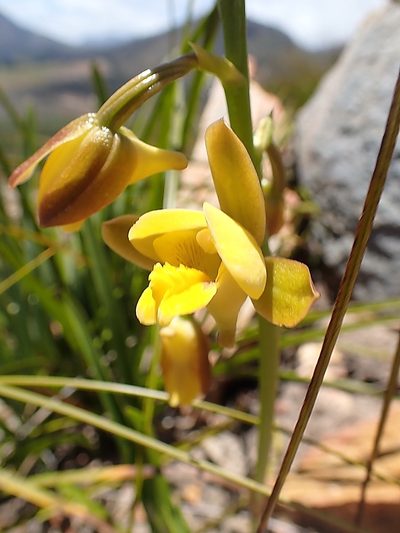 Eulophia platypetala, photographed by Di Turner