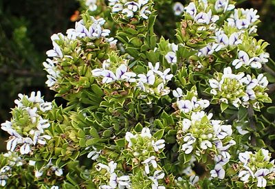 Psoralea heterosepala, photographed by Di Turner