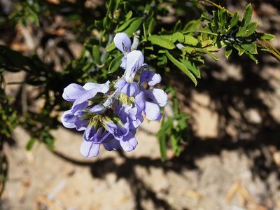 Psoralea racemosa, photographed by Di Turner